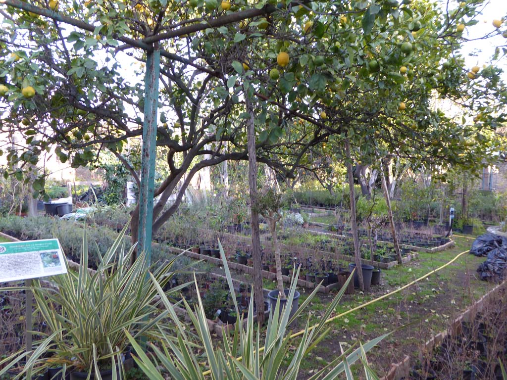 VI.6.12 Pompeii. January 2017. Looking south-east across kitchen/market garden.
Foto Annette Haug, ERC Grant 681269 DÉCOR.