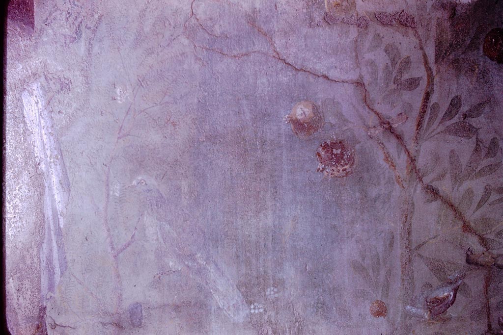 VI.7.18 Pompeii. 1966. Painted bird and garden plant from north wall. Photo by Stanley A. Jashemski.
Source: The Wilhelmina and Stanley A. Jashemski archive in the University of Maryland Library, Special Collections (See collection page) and made available under the Creative Commons Attribution-Non Commercial License v.4. See Licence and use details.
J66f0685