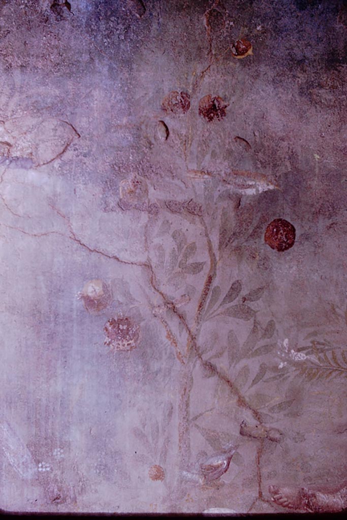 VI.7.18 Pompeii. 1966. Painted garden plant on north wall. Photo by Stanley A. Jashemski.
Source: The Wilhelmina and Stanley A. Jashemski archive in the University of Maryland Library, Special Collections (See collection page) and made available under the Creative Commons Attribution-Non Commercial License v.4. See Licence and use details.
J66f0681