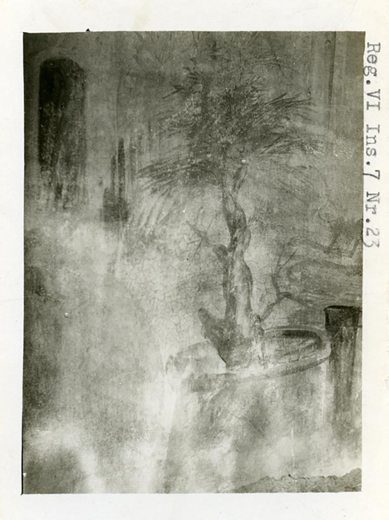 VI.7.23 Pompeii. Pre-1937-39. Detail of sacred tree from painted south wall of bedroom. 
Photo courtesy of American Academy in Rome, Photographic Archive. Warsher collection no. 1693.