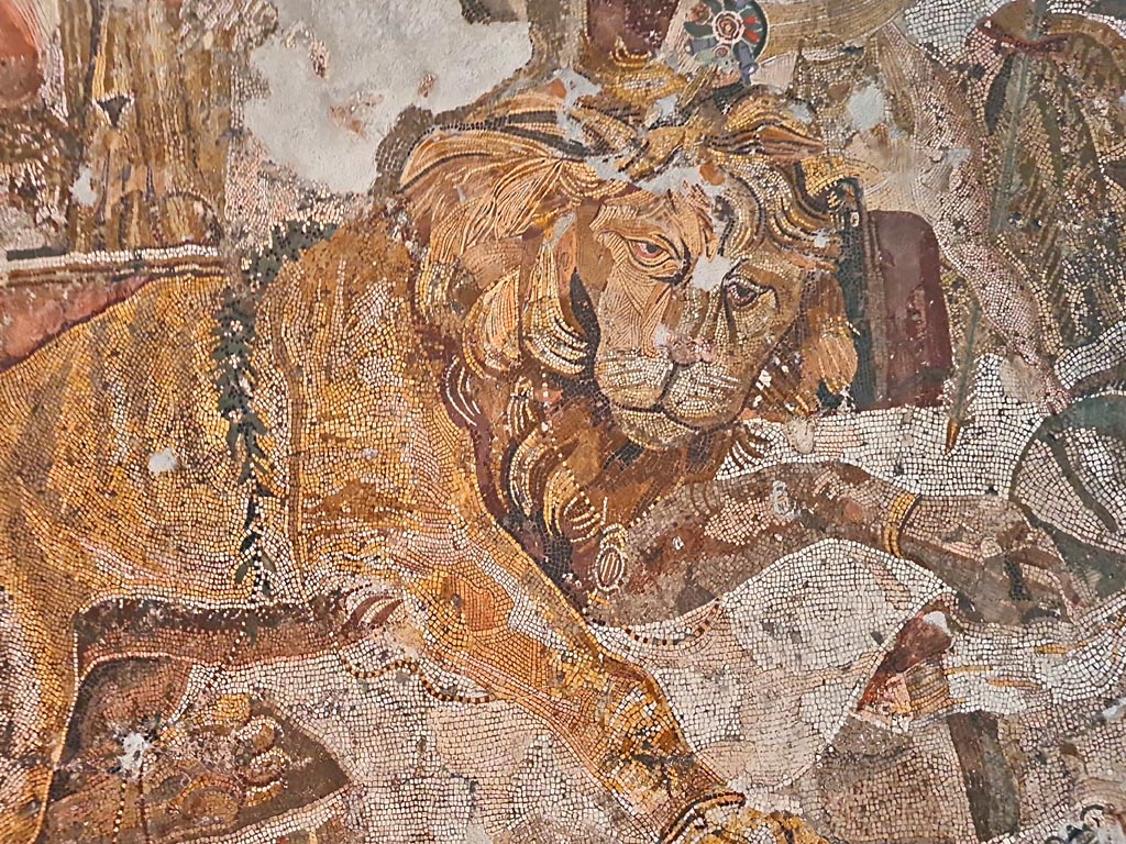 VI.9.5 Pompeii. September 2024. 
Triclinium 27, detail of lion from mosaic. Found in April 1829. Photo courtesy of Giuseppe Ciaramella.
Now in Naples Archaeological Museum. Inventory number 10019.