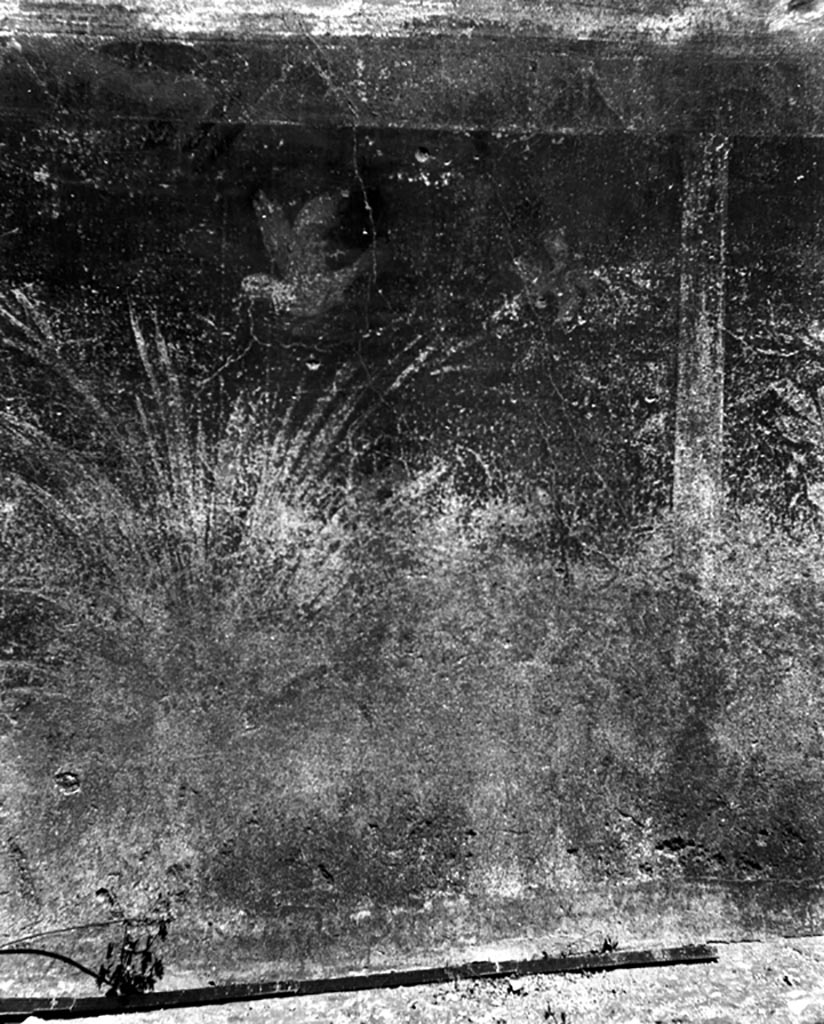 VI.9.6 Pompeii. W.767. 
Room 1, remains of painted decoration of plant with hovering bird from north wall of fauces or entrance corridor.
Photo by Tatiana Warscher. Photo © Deutsches Archäologisches Institut, Abteilung Rom, Arkiv.