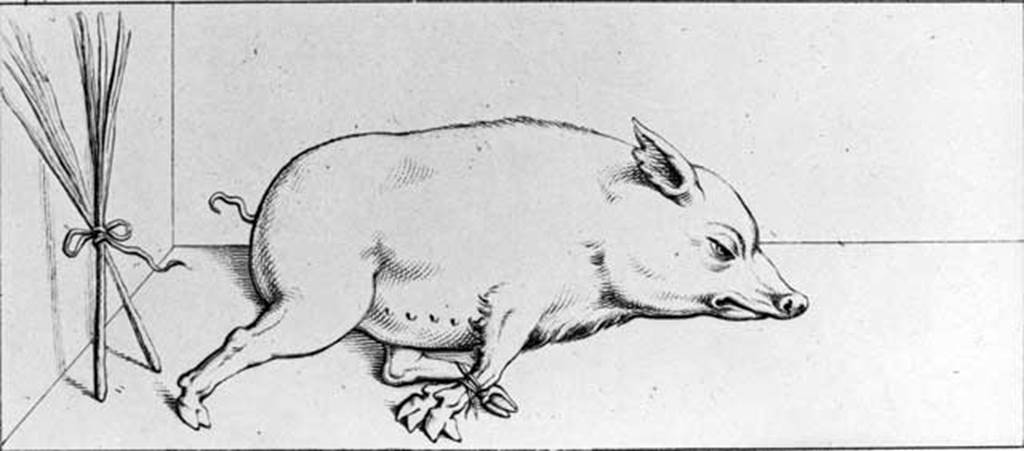 231557 Bestand-D-DAI-ROM-W.0234
VI.9.6 Pompeii. W.234. Drawing of pig and two brooms, from west wall of peristyle.
Photo by Tatiana Warscher. With kind permission of DAI Rome, whose copyright it remains. 
See http://arachne.uni-koeln.de/item/marbilderbestand/231557