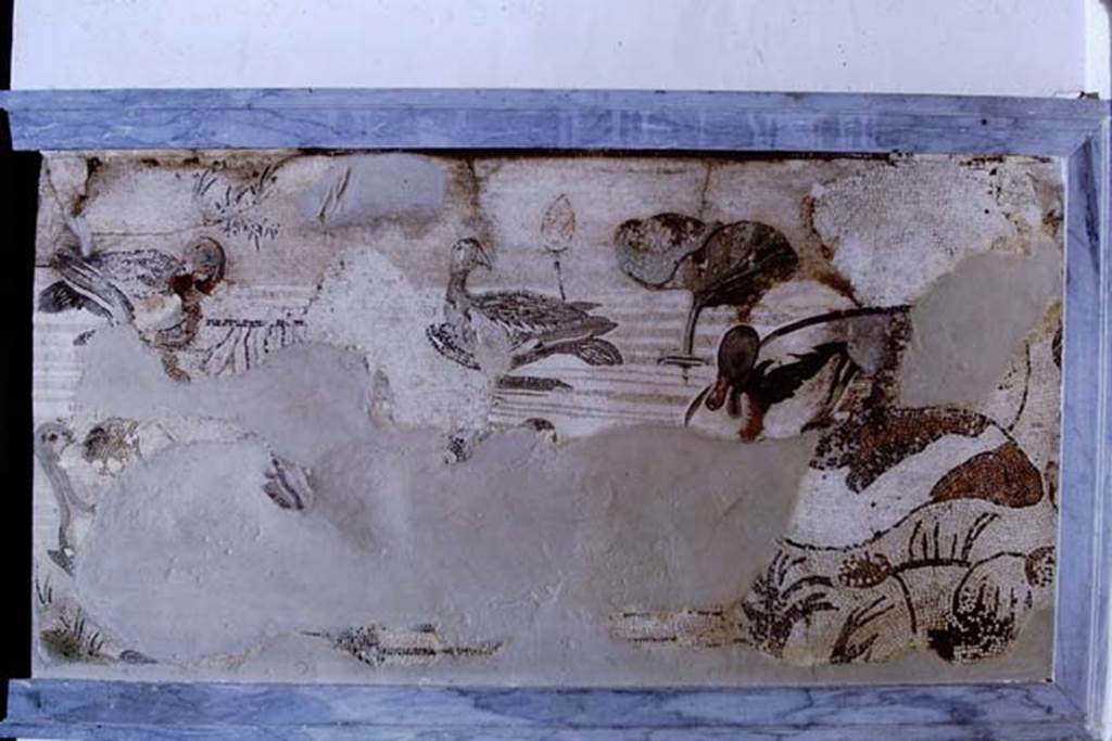 VI.12.2 Pompeii. 1968.  Detail from mosaic of water birds. Photo by Stanley A. Jashemski.
Source: The Wilhelmina and Stanley A. Jashemski archive in the University of Maryland Library, Special Collections (See collection page) and made available under the Creative Commons Attribution-Non Commercial License v.4. See Licence and use details.
J68f1031