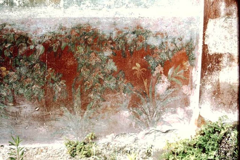 VI.14.20 Pompeii. 1964.  Room 18, painting of plants on lower border on north end of west wall of garden area. Photo by Stanley A. Jashemski.
Source: The Wilhelmina and Stanley A. Jashemski archive in the University of Maryland Library, Special Collections (See collection page) and made available under the Creative Commons Attribution-Non Commercial License v.4. See Licence and use details.
J64f1613