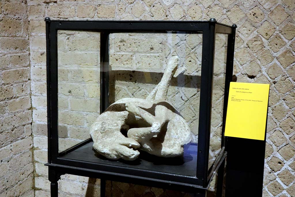 VI.14.20 Pompeii. February 2021. Cast of guard-dog found chained up and left to die, photographed in Antiquarium.
Photo courtesy of Fabien Bièvre-Perrin (CC BY-NC-SA).
According to Garcia y Garcia, this big guard dog was found on the 20th November 1874 chained in the entrance.
The lapilli fell from the compluvium into the entrance corridor and the poor animal was unable to get up and unfasten himself.
He died tied to his chain, and this gives a terrible impression of the poor animal’s last minutes.
The plaster cast showed his leather collar with the two bronze rings for the chain.
See Garcia y Garcia, L., 2006. Danni di guerra a Pompei. Rome: L’Erma di Bretschneider. (p.191, and figs 443-4)