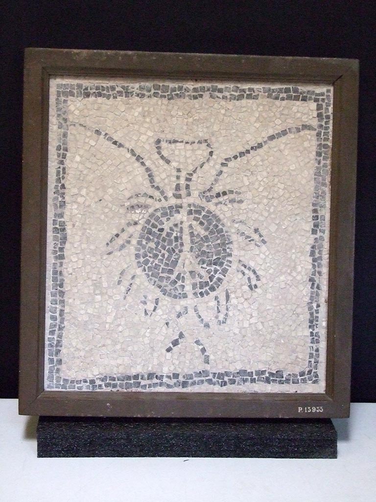 VI.15.3 Pompeii. Mosaic of a spider found in the fullonica di Mustius. 
SAP inventory number 13933.