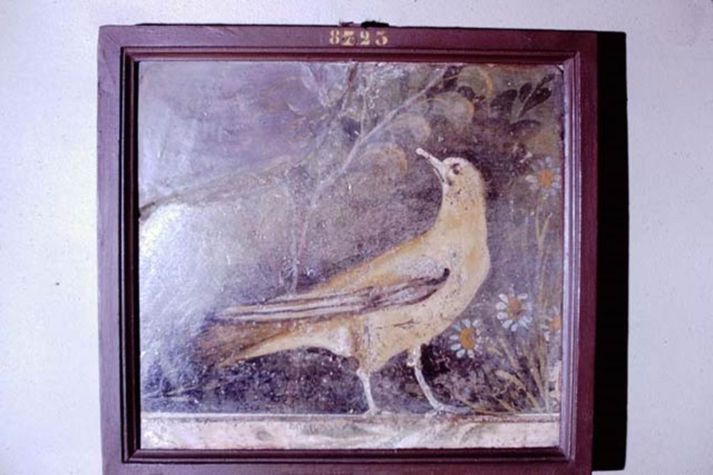 VI.17.9-11 Pompeii. Found 30th June 1764. 1966. Bird with flowers and plants.
Now in Naples Archaeological Museum. Inventory number 8723.
Photo by Stanley A. Jashemski.
Source: The Wilhelmina and Stanley A. Jashemski archive in the University of Maryland Library, Special Collections (See collection page) and made available under the Creative Commons Attribution-Non-Commercial License v.4. See Licence and use details.
J66f0795