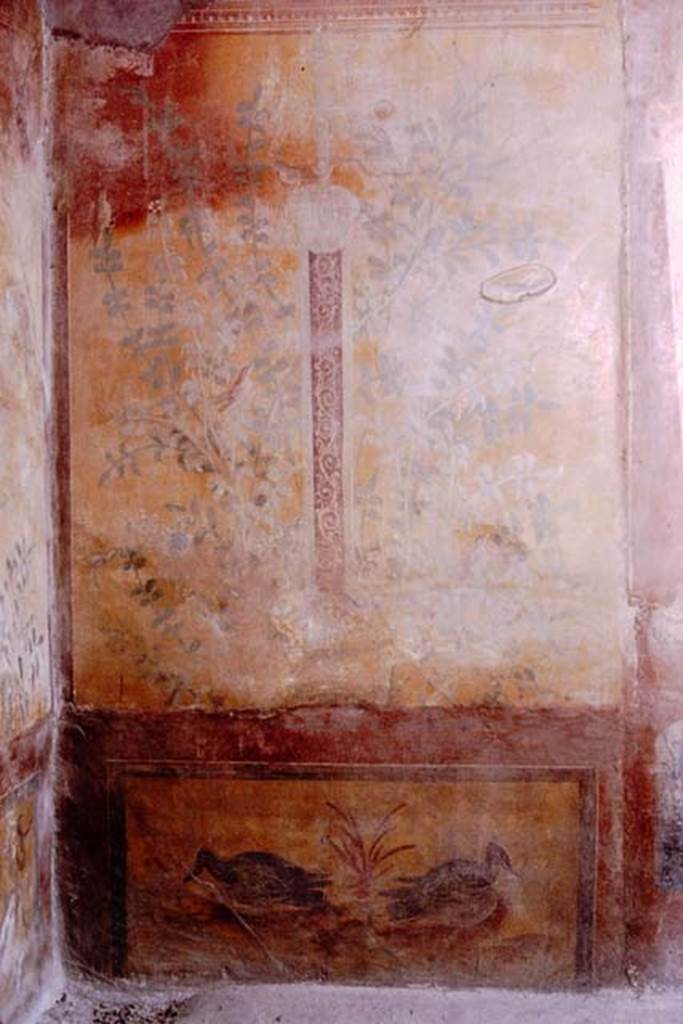 VII.2.25 Pompeii. 1964. Plant painting from east end of south wall. Photo by Stanley A. Jashemski.
Source: The Wilhelmina and Stanley A. Jashemski archive in the University of Maryland Library, Special Collections (See collection page) and made available under the Creative Commons Attribution-Non Commercial License v.4. See Licence and use details.
J64f1288