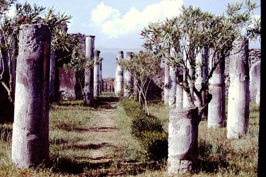VII.4.31/51 Pompeii, 1978. Looking south across the third (north) peristyle, towards the main entrance at VII.4.31. Photo by Stanley A. Jashemski.   
Source: The Wilhelmina and Stanley A. Jashemski archive in the University of Maryland Library, Special Collections (See collection page) and made available under the Creative Commons Attribution-Non Commercial License v.4. See Licence and use details. J78f0083