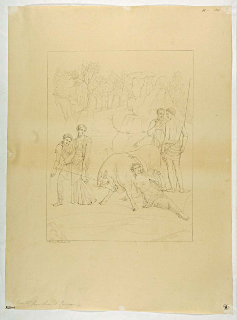 VII.4.56 Pompeii. Drawing by Michele Mastracchio, of the Punishment of Dirce, from east wall of tablinum. 
Now in Naples Archaeological Museum. Inventory number ADS 665.
Photo © ICCD. http://www.catalogo.beniculturali.it
Utilizzabili alle condizioni della licenza Attribuzione - Non commerciale - Condividi allo stesso modo 2.5 Italia (CC BY-NC-SA 2.5 IT)
See Helbig, W., 1868. Wandgemälde der vom Vesuv verschütteten Städte Campaniens. Leipzig: Breitkopf und Härtel, (1551).
This painting can also be seen in MB XIV, Tav. IV.