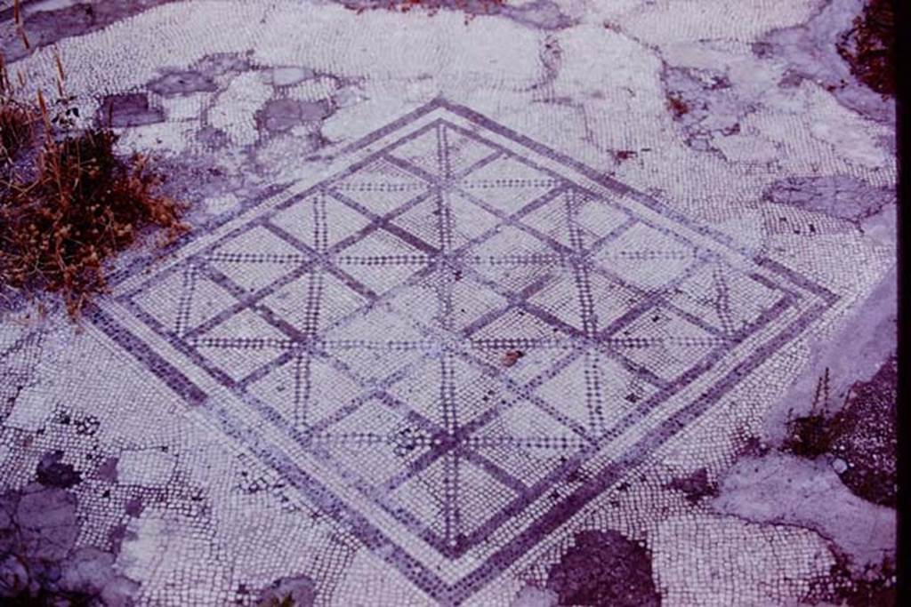 VII.4.59 Pompeii, 1978. Mosaic floor from oecus m. Photo by Stanley A. Jashemski.   
Source: The Wilhelmina and Stanley A. Jashemski archive in the University of Maryland Library, Special Collections (See collection page) and made available under the Creative Commons Attribution-Non Commercial License v.4. See Licence and use details. J78f0088