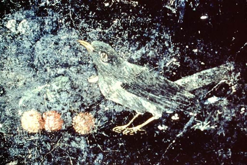 VII.6.28 Pompeii. 1968. Detail from painting showing blackbird with three cherries found 30th April 1762.. 
Now in Naples Archaeological Museum. Inventory number 9733.
Photo by Stanley A. Jashemski.
Source: The Wilhelmina and Stanley A. Jashemski archive in the University of Maryland Library, Special Collections (See collection page) and made available under the Creative Commons Attribution-Non-Commercial License v.4. See Licence and use details.
J68f1627