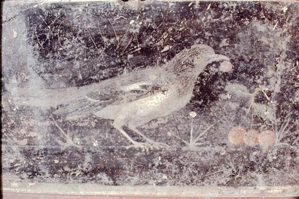 VII.6.28 Pompeii. Found 30th April 1762. Detail of blackbird with cherries from painting in Naples Archaeological Museum.  
Now in Naples Archaeological Museum. Inventory number 8746.
1968.  Photo by Stanley A. Jashemski.
Source: The Wilhelmina and Stanley A. Jashemski archive in the University of Maryland Library, Special Collections (See collection page) and made available under the Creative Commons Attribution-Non-Commercial License v.4. See Licence and use details.
J68f0834