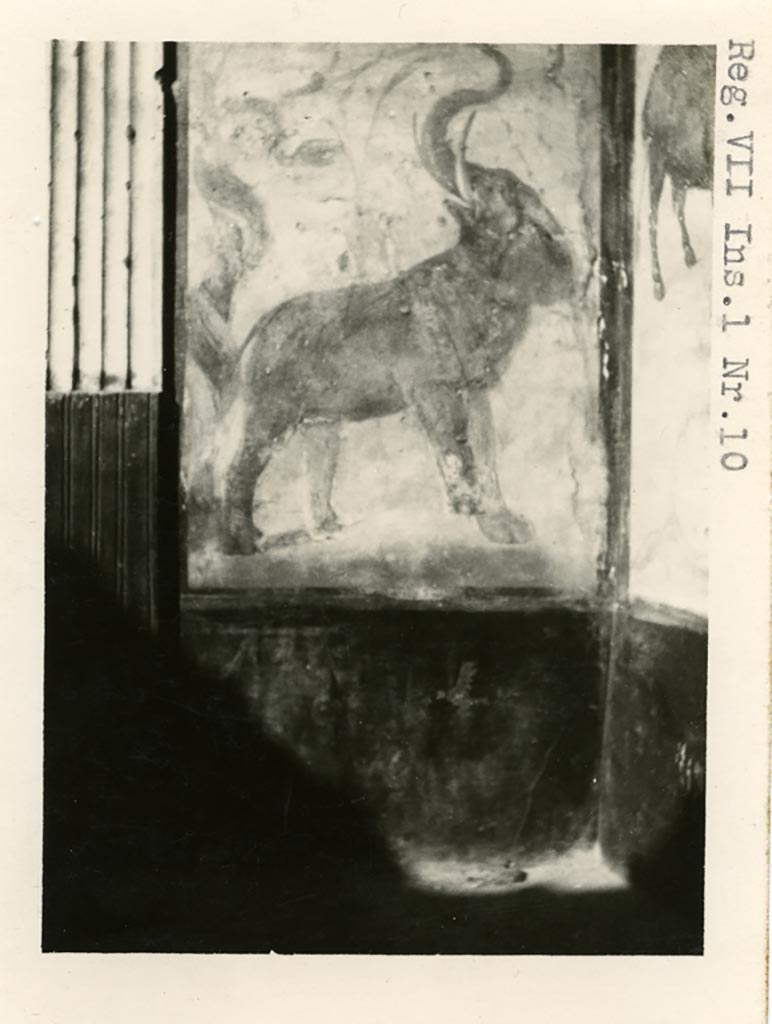 VII.7.10 Pompeii but shown as from VII.1.10 on photo. Pre-1937-39. 
Painted elephant from north-west corner of peristyle.
Photo courtesy of American Academy in Rome, Photographic Archive. Warsher collection no. 1819.