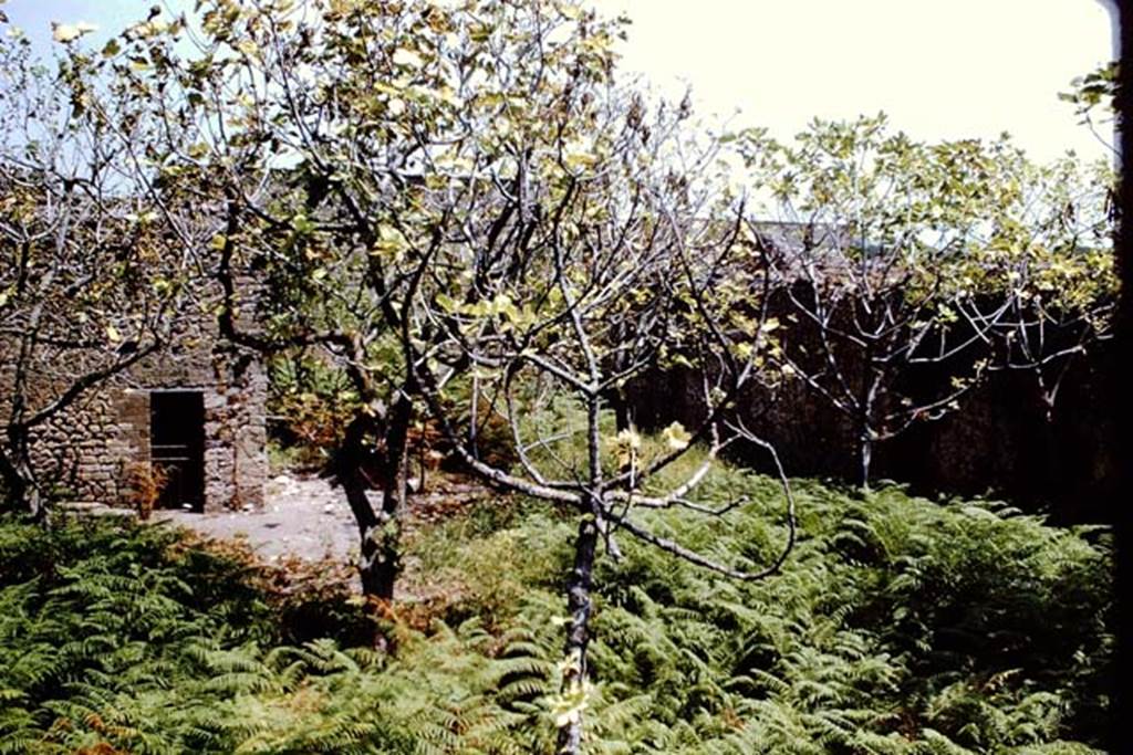 VII.11.14 Pompeii. 1966. Garden “C”, looking east from over the wall of VII.11.6. Photo by Stanley A. Jashemski.
Source: The Wilhelmina and Stanley A. Jashemski archive in the University of Maryland Library, Special Collections (See collection page) and made available under the Creative Commons Attribution-Non Commercial License v.4. See Licence and use details.
J66f0720