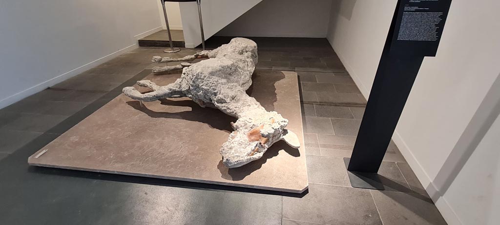 VIII.1.4 Pompeii. April 2022. Horse plaster-cast from Villa 52, at Civita Giuliana, Pompeii. Photo courtesy of Giuseppe Ciaramella.