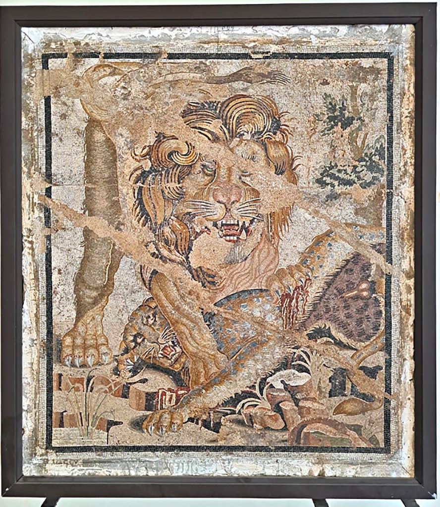 VIII.2.34 Pompeii. Found in room ‘o’ with stairs, on right from tablinum, March 1885.  
Mosaic of a lion that clutches a leopard among marshy leaves. 
The floor in which it was found was cracked and subsiding and this has damaged the representation of the lion.
Now in Naples Archaeological Museum, inv. no. 114282. 
According to the information card, it was found in the Winter triclinium, –
Lion and leopard.
Mosaic emblema in opus vermiculatum made from polychrome tesserae. In a rocky landscape, a lion clutches a leopard between its paws.
The mosaicist (musiarius) managed to convey the figurative force of the Hellenistic cartoon in the ferocious expression of the lion and its thick mane. (First quarter of the Ist century BC.)
(Leone e leopardo.
Emblema pavimentale in opus vermiculatum di tessere policrome.
In un paesaggio roccioso, un leone afferra tra le zampe un leopardo. Il musivarius ha saputo rendere l’efficacia figurativa del cartone ellenistico
soprattutto nell’espressione feroce del felino e nella folta criniera. Primo quarto del I secolo a.C.)
Photo courtesy of Giuseppe Ciaramella. September 2024.
