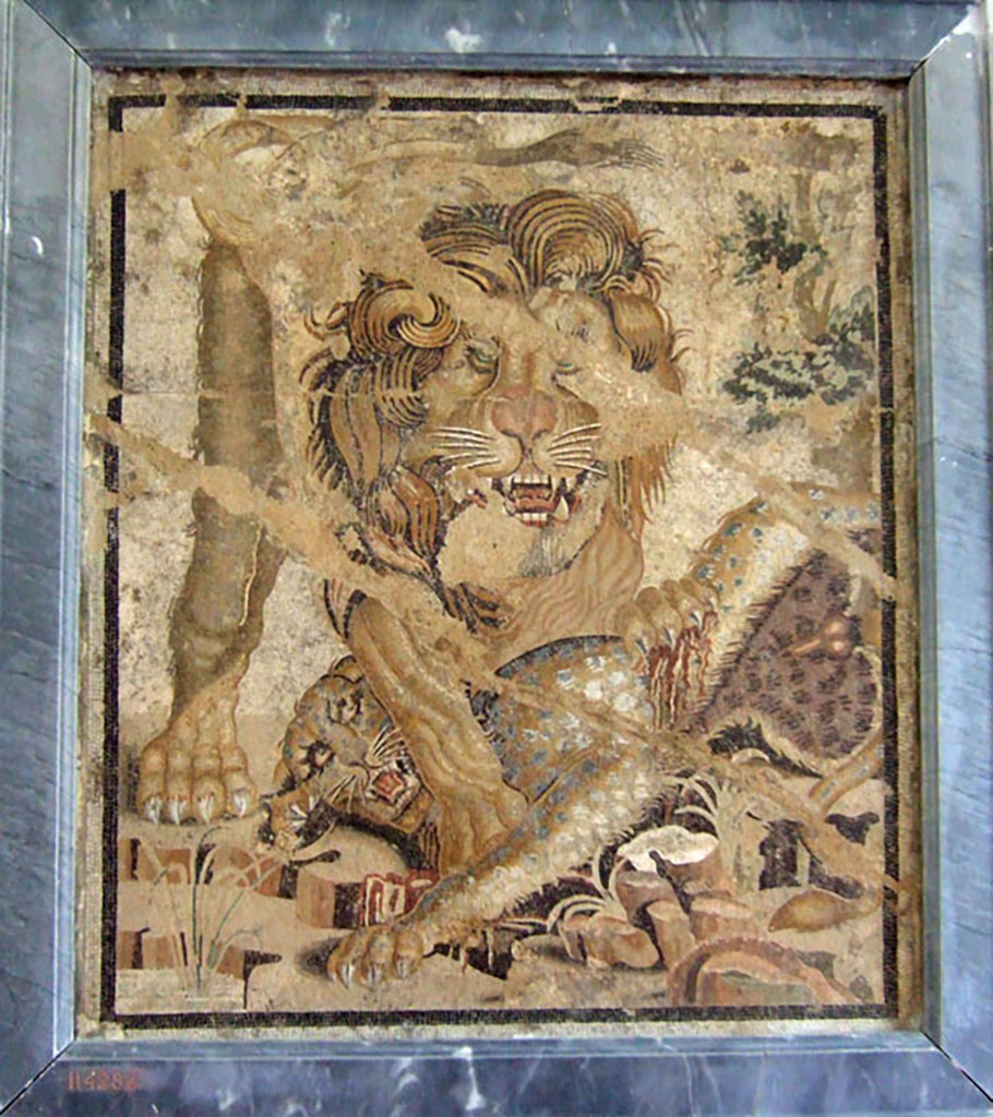 VIII.2.34 Pompeii. Found in room ‘o’ with stairs, on right from tablinum, March 1885.  
Mosaic of a lion that clutches a leopard among marshy leaves. 
The floor in which it was found was cracked and subsiding and this has damaged the representation of the lion.
Now in Naples Archaeological Museum.  Inventory number 114282. 
See Notizie degli Scavi di Antichità, 1885, p. 162.
