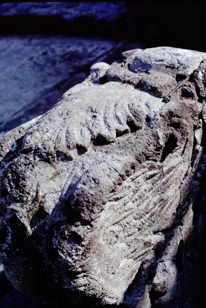 VIII.7.19 Pompeii. 1968. Detail of tufa Lion’s foot from east end. Photo by Stanley A. Jashemski.
Source: The Wilhelmina and Stanley A. Jashemski archive in the University of Maryland Library, Special Collections (See collection page) and made available under the Creative Commons Attribution-Non Commercial License v.4. See Licence and use details.
J68f1169
