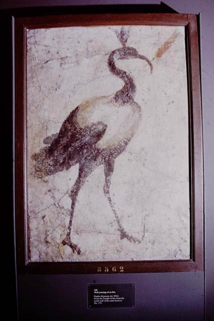 VIII.7.28 Pompeii. 1978. Found on north wall of the sacrarium. Wall painting of sacred ibis. Photo by Stanley A. Jashemski.   
Source: The Wilhelmina and Stanley A. Jashemski archive in the University of Maryland Library, Special Collections (See collection page) and made available under the Creative Commons Attribution-Non Commercial License v.4. See Licence and use details.
J78f0093
Now in Naples Archaeological Museum. Inventory number 8562.