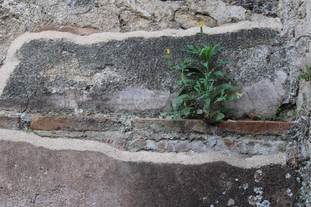 IX.5.4 Pompeii. March 2019. Room d, detail of upper north wall at east end.
Foto Christian Beck, ERC Grant 681269 DÉCOR