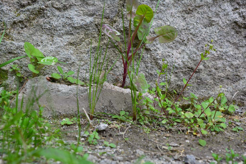 IX.5.9 Pompeii. March 2017. Room “c”, detail of small amount of plaster from below window in north wall.
Foto Christian Beck, ERC Grant 681269 DÉCOR.