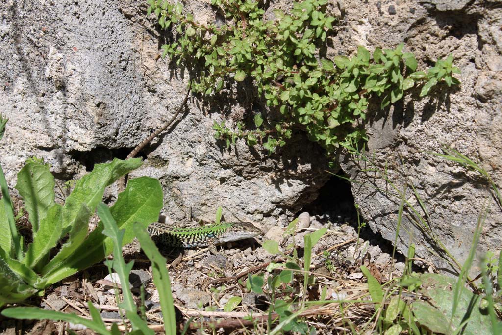 IX.5.14 Pompeii. May 2019. North ala, “e”, lower north wall in north-east corner.
Foto Christian Beck, ERC Grant 681269 DÉCOR.