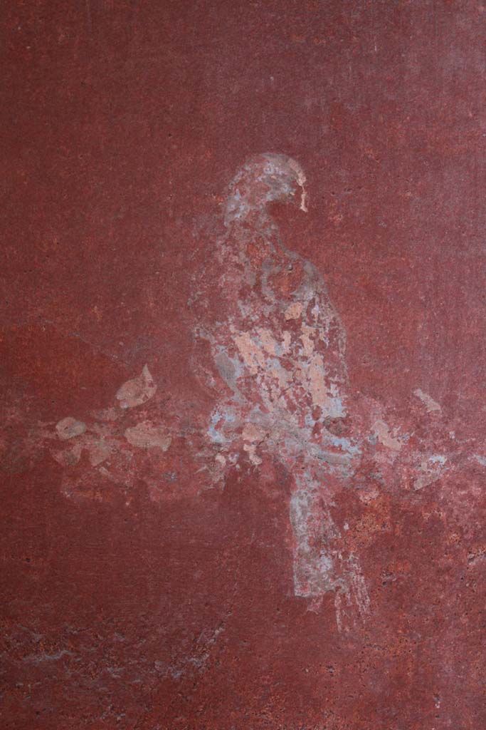 IX.5.16 Pompeii. May 2019. Room “g”, detail of painted bird from west end of north wall.
Foto Christian Beck, ERC Grant 681269 DÉCOR.