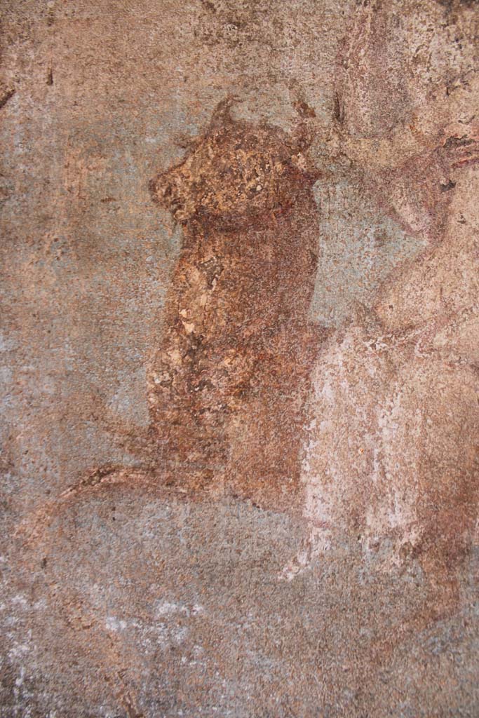 IX.5.14 Pompeii. May 2019. Cubiculum “g”, detail of the bull from central panel on south wall.  
Foto Christian Beck, ERC Grant 681269 DÉCOR.