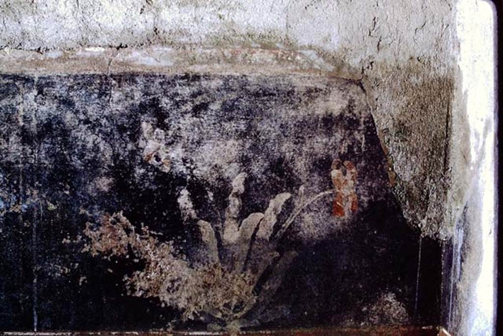 IX.7.20 Pompeii, 1968. Room (i), black zoccolo with painted plant on south wall in south-west corner. Photo by Stanley A. Jashemski.
Source: The Wilhelmina and Stanley A. Jashemski archive in the University of Maryland Library, Special Collections (See collection page) and made available under the Creative Commons Attribution-Non Commercial License v.4. See Licence and use details. J68f1526