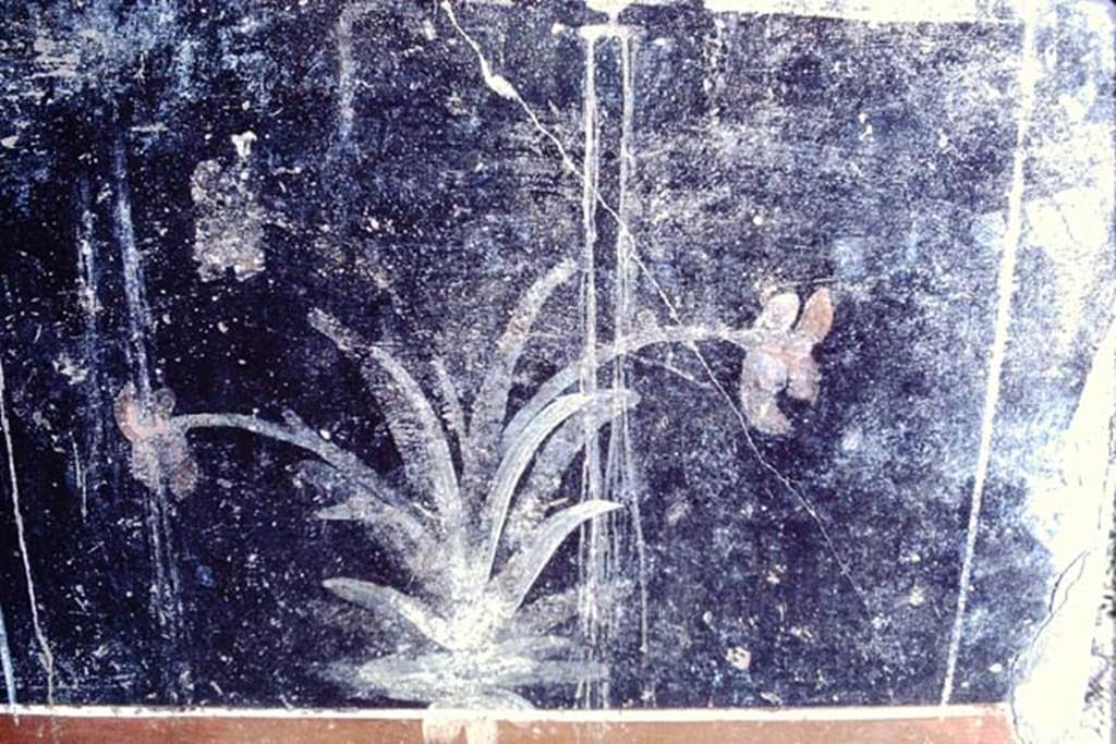 IX.7.20 Pompeii, 1968. Room (i), black zoccolo on north wall, on west side of doorway, in north-west corner. Photo by Stanley A. Jashemski.
Source: The Wilhelmina and Stanley A. Jashemski archive in the University of Maryland Library, Special Collections (See collection page) and made available under the Creative Commons Attribution-Non Commercial License v.4. See Licence and use details. J68f1528