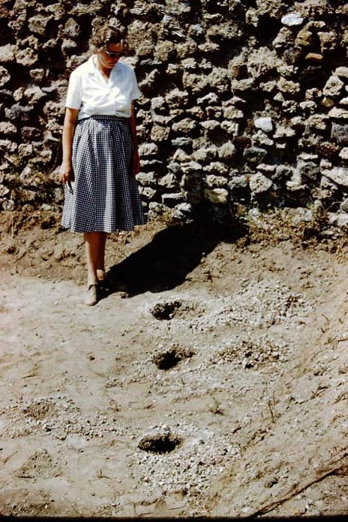 IX.9.6/10 Pompeii. 1961. Wilhelmina near west wall studying the root cavities.   Photo by Stanley A. Jashemski.
Source: The Wilhelmina and Stanley A. Jashemski archive in the University of Maryland Library, Special Collections (See collection page) and made available under the Creative Commons Attribution-Non Commercial License v.4. See Licence and use details.
J61f0820
