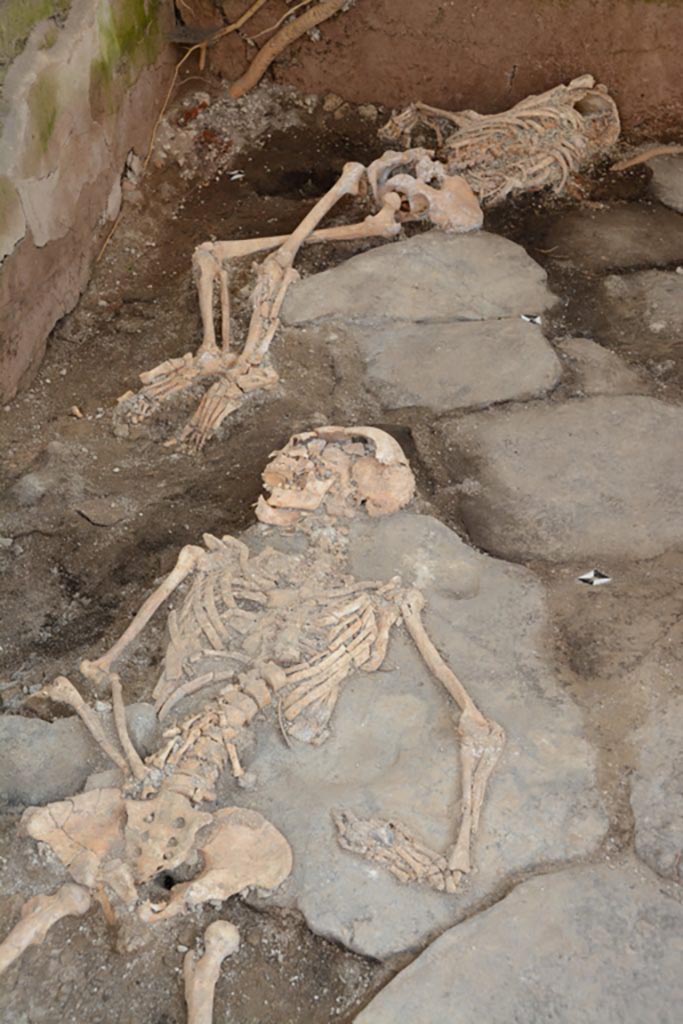 IX.10.1 Pompeii. May 2023. Room 4. Individuals 1 and 2 on floor of room.
The remains of the three individuals, unexpectedly discovered during the removal of the last 40 cm of residual stratigraphy, were characterized by a series of peculiarities deriving from the uncommon conditions of death and their positioning.
The second individual, an adult probably of female sex, lay on the left side, the skull smashed in at the level of the skull base and embedded in the rib cage, the jaw and face area turned and pressed against the east wall of the room. The left limb was flexed, the wrist also against the wall. The right upper limb was below the body, with the forearm covered by the pelvic girdle. In the latter, a rotation was clearly detectable which led to the crossing of the two femurs, to the positioning of the area in the prone position and to the dislocation of the right femur.
The third individual is represented, due to the causes already described in the previous contributions, by a few bone fragments pertaining to an infant individual of about 3-4 years of age. The presence of some connected metatarsals suggest that the individual's death occurred near the south-east corner of the room.
IX.10.1 Pompeii. Maggio 2023. Ambiente 4. Individui 1 e 2 sul piano della camera.
I resti dei tre individui, rinvenuti inaspettatamente durante la rimozione degli ultimi 40 cm di stratigrafia residua erano caratterizzati da una serie di peculiarità derivanti dalle non comuni condizioni di morte e poi di giacitura.
Il secondo individuo, un adulto di probabile sesso femminile, giaceva sul fianco sinistro, il cranio sfondato a livello della base cranica e incassato nella gabbia toracica, il distretto maxillo-facciale rivolto e pressato contro il muro est dell’ambiente. L’arto sinistro era flesso, il polso anch’esso contro al muro. L’arto superiore destro era al di sotto del corpo, con l’avambraccio coperto dal cinto pelvico. In quest’ultimo era chiaramente rilevabile una rotazione che ha portato all’incrocio dei due femori, al posizionamento del distretto in posizione prona e alla dislocazione del femore.
Il terzo individuo è rappresentato, per le cause già descritte nei precedenti contributi, da pochi frammenti ossei pertinenti a un individuo infantile di circa 3-4 anni. La presenza di alcuni metatarsali in connessione suggeriscono che la morte dell’individuo sia avvenuta in prossimità dell’angolo sud-est dell’ambiente.
Photograph © Parco Archeologico di Pompei.
Vedi/See Ri-scavare Pompei: nuovi dati interdisciplinari dagli ambienti indagate a fine ‘800 di Regio IX, 10.1.4. E-journal 2, Scavi di Pompeii, 29.5.2023, p. 7ff, fig. 9. E-journal on PAP web site