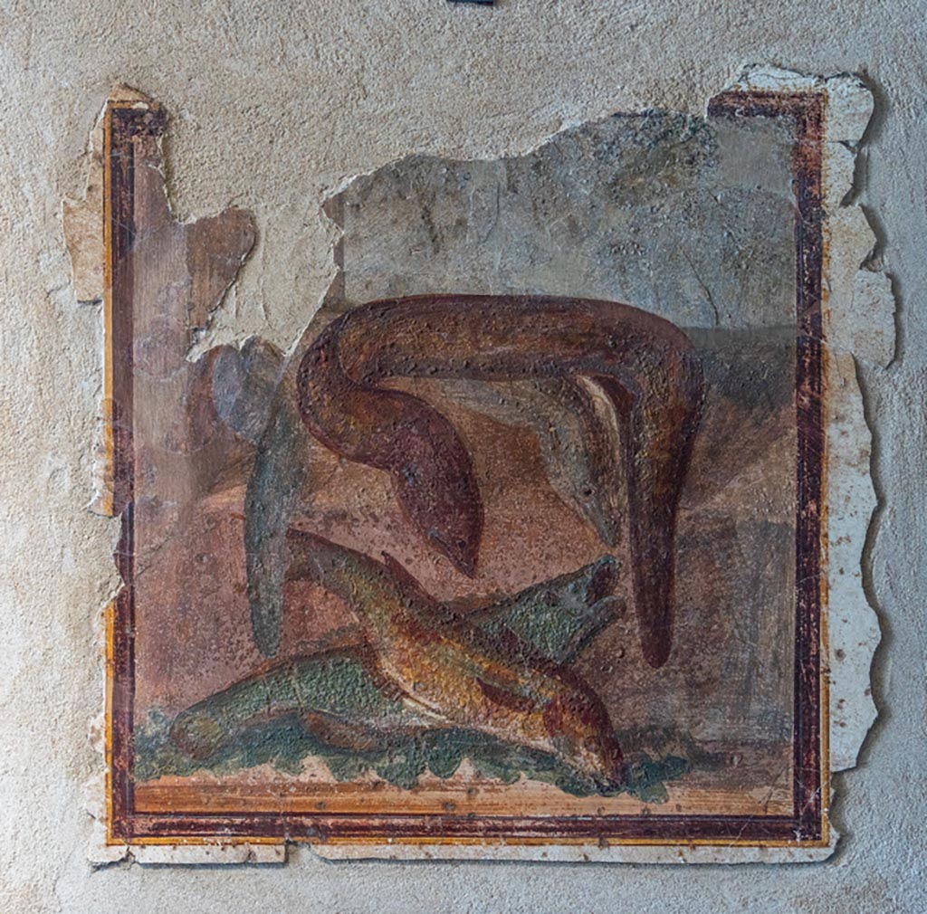 IX 12,9 Pompeii. January 2024. 
Wall painting of fishes, from so-called room 16, north wall. PAP inv. 86721. Photo courtesy of Johannes Eber.