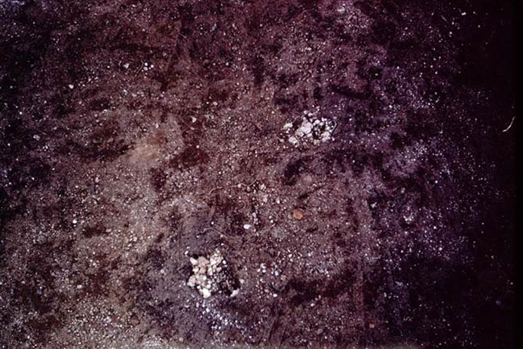 IX.13.1-3 Pompeii, 1973. Lapilli discovered in the root cavities. Photo by Stanley A. Jashemski. 
Source: The Wilhelmina and Stanley A. Jashemski archive in the University of Maryland Library, Special Collections (See collection page) and made available under the Creative Commons Attribution-Non Commercial License v.4. See Licence and use details. J73f0328