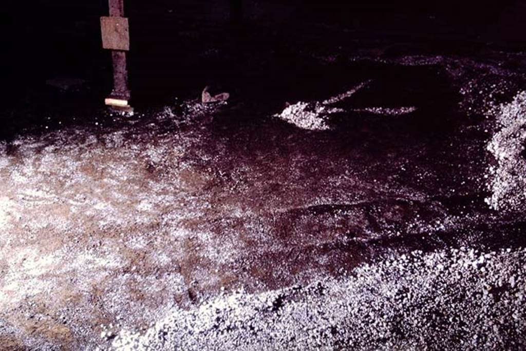 IX.13.1-3 Pompeii, 1973. Strange mark in original soil level in the middle of the garden, lying between the trees. Then Stanley realised that what they had uncovered was the outline of step-ladder. It was an exceptionally long and narrow ladder, exactly the same size, the workers told Wilhelmina, as the light wooden ladders used to pick cherries and pears today. Photo by Stanley A. Jashemski. 
Source: The Wilhelmina and Stanley A. Jashemski archive in the University of Maryland Library, Special Collections (See collection page) and made available under the Creative Commons Attribution-Non Commercial License v.4. See Licence and use details. J73f0457