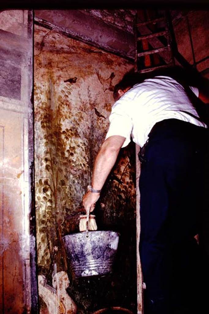 IX.13.1-3 Pompeii, 1978. Room 12, custodian carefully cleaning painting to ensure Stanley Jashemski got a good photograph. Photo by Stanley A. Jashemski.   
Source: The Wilhelmina and Stanley A. Jashemski archive in the University of Maryland Library, Special Collections (See collection page) and made available under the Creative Commons Attribution-Non Commercial License v.4. See Licence and use details. J78f0538