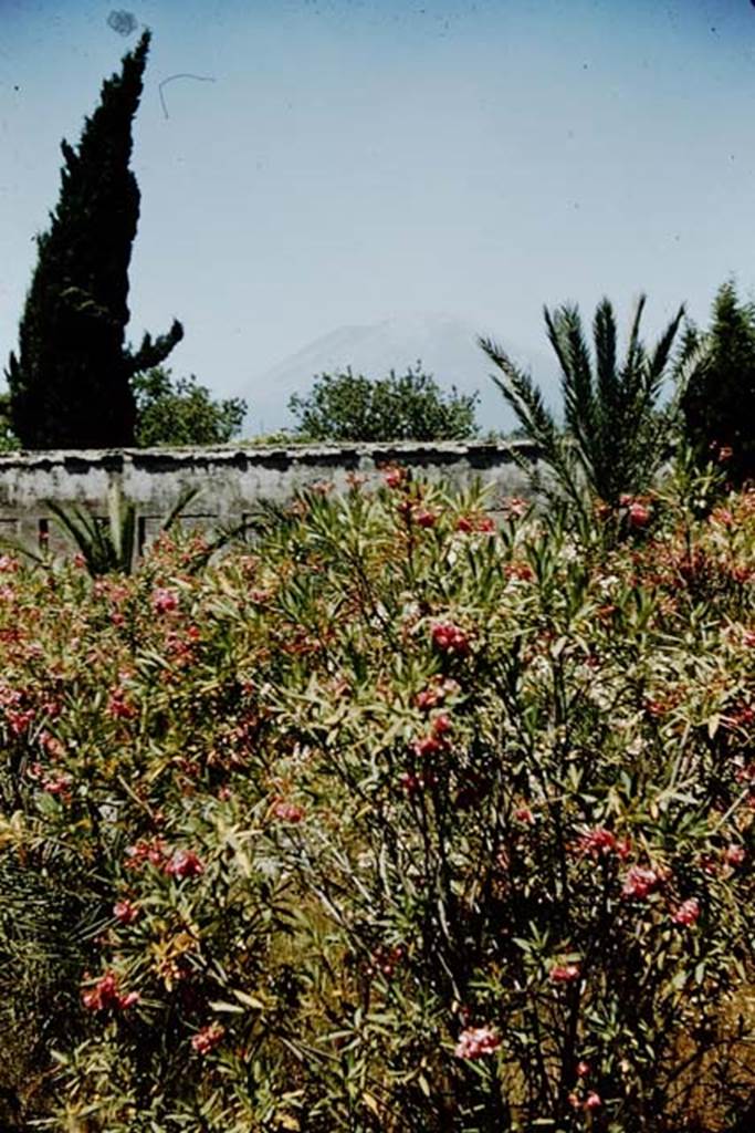 HGW24 Pompeii. 1957. 
Looking north across the garden, towards roof above north portico and Vesuvius.
Source: The Wilhelmina and Stanley A. Jashemski archive in the University of Maryland Library, Special Collections (See collection page) and made available under the Creative Commons Attribution-Non Commercial License v.4. See Licence and use details.