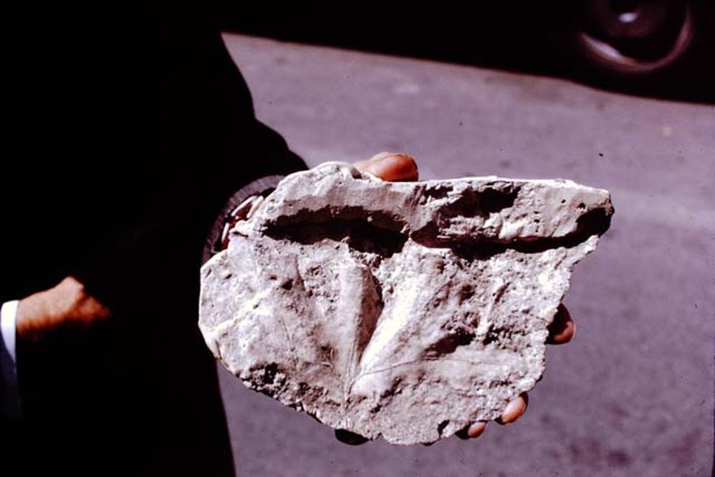 Villa San Marco, 1970. Cast of a leaf of a plane tree, made by Sig. Sicignano of an imprint of the leaf that he had found in the ashes, when he excavated the peristyle at San Marco.
Photo by Stanley A. Jashemski. From Stabia Antiquarium.  
Source: The Wilhelmina and Stanley A. Jashemski archive in the University of Maryland Library, Special Collections (See collection page) and made available under the Creative Commons Attribution-Non Commercial License v.4. See Licence and use details.
J70f0621