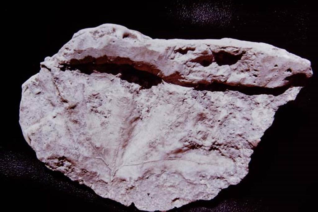 Villa San Marco, 1970. Detail  of cast of a leaf of a plane tree, made by Sig. Sicignano of an imprint of the leaf that he had found in the ashes, when he excavated the peristyle at San Marco. Photo by Stanley A. Jashemski.  From Stabia Antiquarium.  
Pompeii. 1970.   Photo by Stanley A. Jashemski.
Source: The Wilhelmina and Stanley A. Jashemski archive in the University of Maryland Library, Special Collections (See collection page) and made available under the Creative Commons Attribution-Non Commercial License v.4. See Licence and use details.
J70f0622