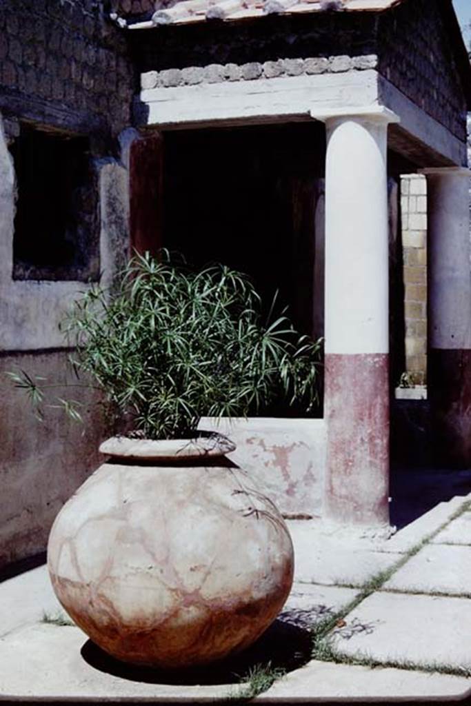 Villa San Marco, Stabiae, 1968. Entrance doorway. Doorway into vestibule 56, and atrium room 44. Photo by Stanley A. Jashemski.
Source: The Wilhelmina and Stanley A. Jashemski archive in the University of Maryland Library, Special Collections (See collection page) and made available under the Creative Commons Attribution-Non Commercial License v.4. See Licence and use details.
J68f1917