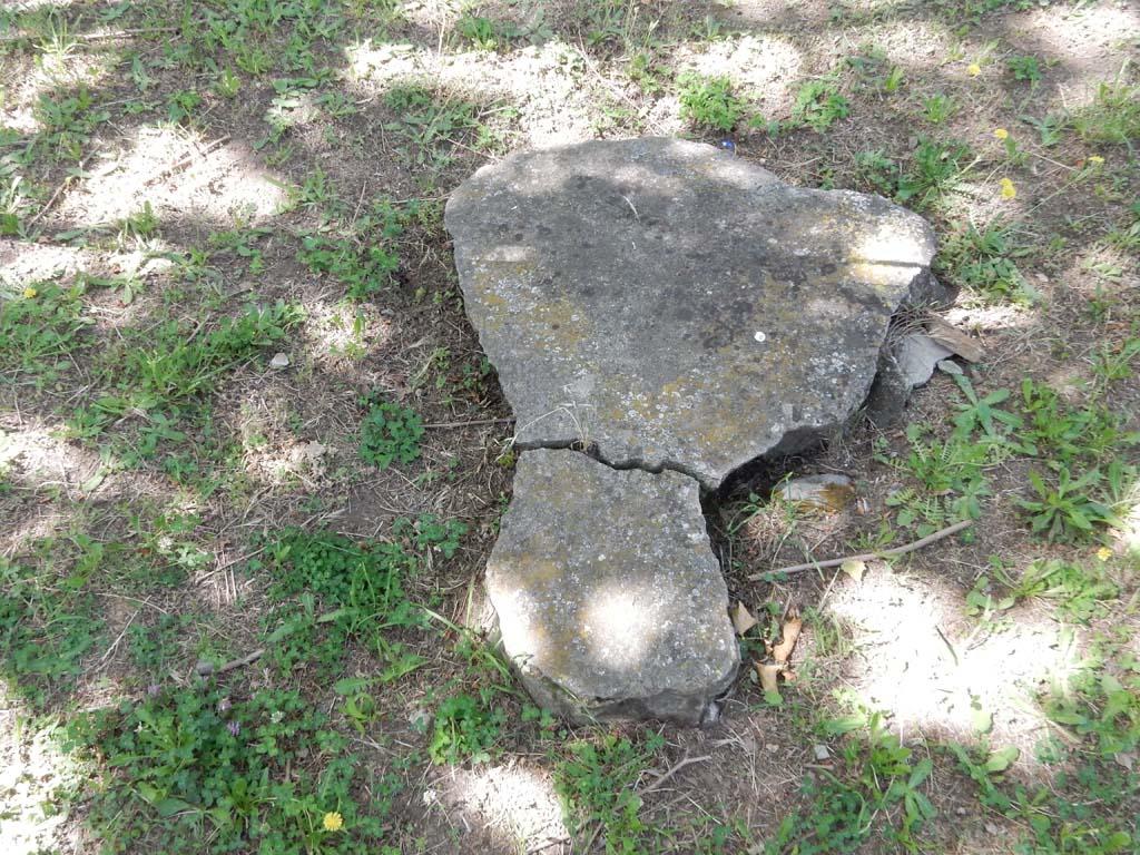 Villa San Marco, Stabiae, June 2019. Garden area 9, root cast of a plane tree, two rows of which were used to make shade.  
Photo courtesy of Buzz Ferebee