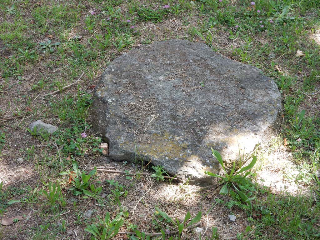 Villa San Marco, Stabiae, June 2019. Garden area 9, root cast of a plane tree, two rows of which were used to make shade.  
Photo courtesy of Buzz Ferebee