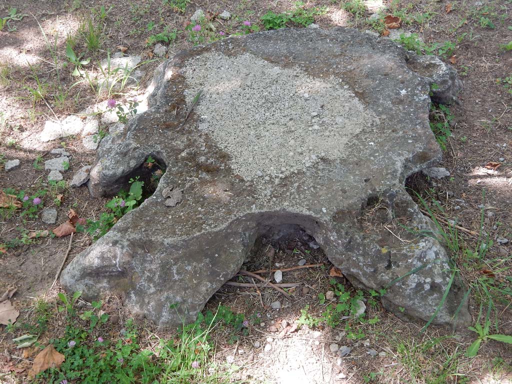 Villa San Marco, Stabiae, June 2019. 
Garden area 9, root cast of a plane tree, two rows of which were used to make shade. Photo courtesy of Buzz Ferebee