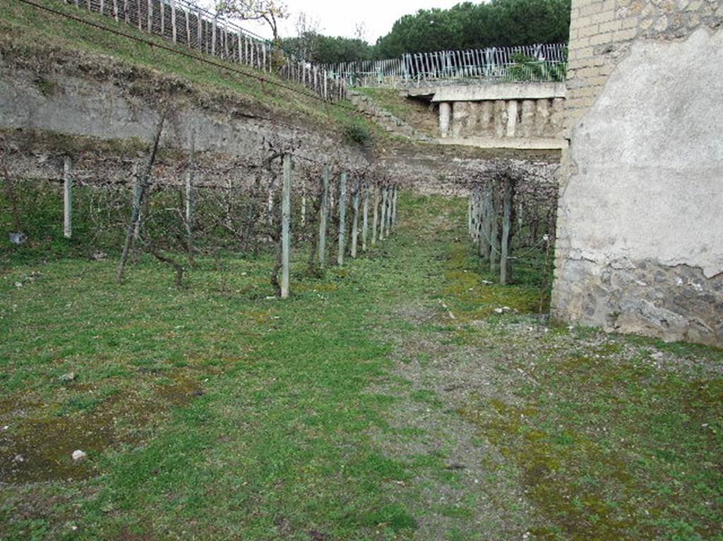 Villa Regina, Boscoreale. December 2006. Vines growing in same spacing as original Roman vines. 
According to Jashemski, an ancient country lane, running through the vineyard, led directly to the main entrance of the villa.
A footpath also led through the vineyard to the west entrance into the north portico VII.
See Jashemski, W. F., 1993. The Gardens of Pompeii, Volume II: Appendices. New York: Caratzas. (p.286)