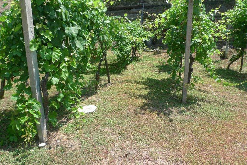 Villa Regina, Boscoreale. July 2010. Replanted vineyard, with white tree and stake casts. 
Photo courtesy of Michael Binns.