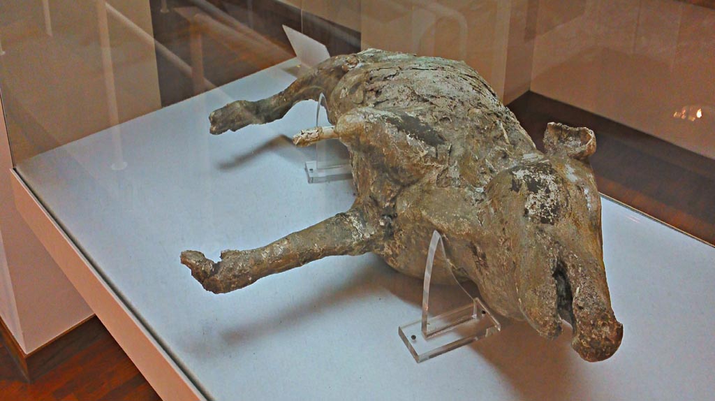 Villa Regina Antiquarium, December 2018.
Cast of a pig found in Villa Regina, Boscoreale. Photo courtesy of Giuseppe Ciaramella.