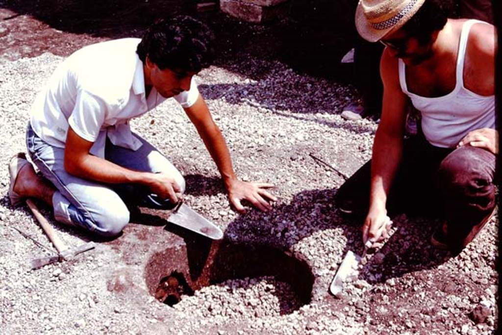Villa Regina, Boscoreale. 1980. Digging out lapilli. Photo by Stanley A. Jashemski.   
Source: The Wilhelmina and Stanley A. Jashemski archive in the University of Maryland Library, Special Collections (See collection page) and made available under the Creative Commons Attribution-Non Commercial License v.4. See Licence and use details. J80f0175