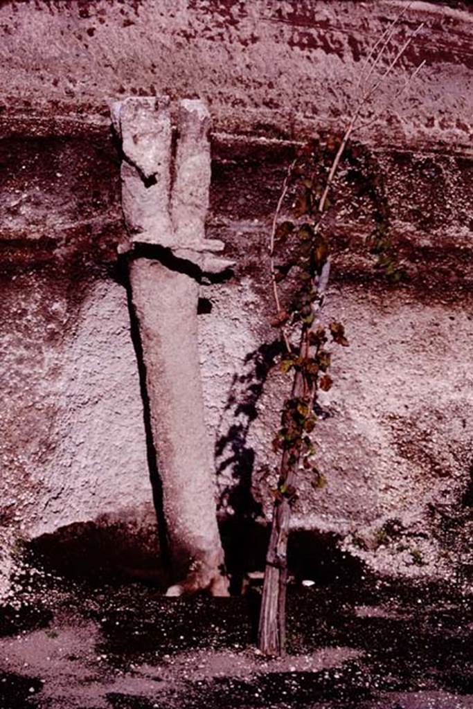 Villa Regina, Boscoreale. 1983.  Cast of tree at south end of west side of site.
Source: The Wilhelmina and Stanley A. Jashemski archive in the University of Maryland Library, Special Collections (See collection page) and made available under the Creative Commons Attribution-Non Commercial License v.4. See Licence and use details.
J80f0514